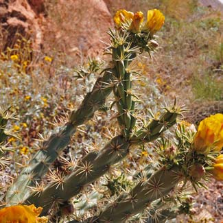 Buckhorn Cholla has leaves modified into spines, tiny spines or glochids emerge from areoles. The type specimen for this species is from Mohave County, Arizona. Cylindropuntia acanthocarpa